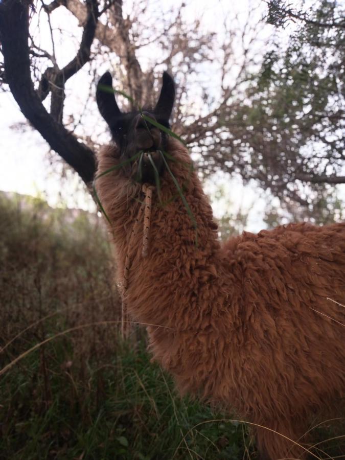 Dormir Con Llamas Maimara Ngoại thất bức ảnh