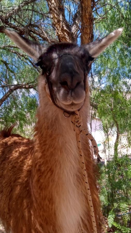Dormir Con Llamas Maimara Ngoại thất bức ảnh
